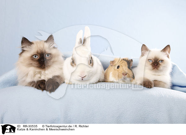 Katze & Kaninchen & Meerschweinchen / RR-30535