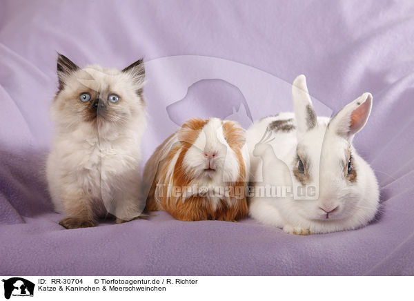 Katze & Kaninchen & Meerschweinchen / RR-30704
