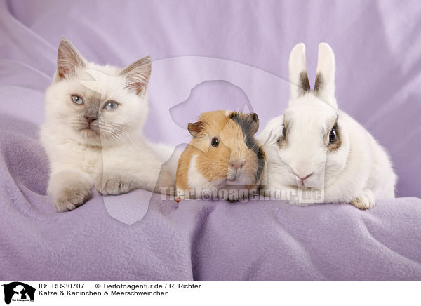 Katze & Kaninchen & Meerschweinchen / RR-30707