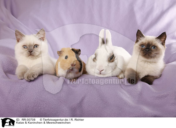 Katze & Kaninchen & Meerschweinchen / RR-30708