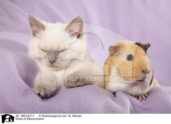 Katze & Meerschwein / RR-30711