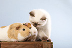 Katze & Meerschwein