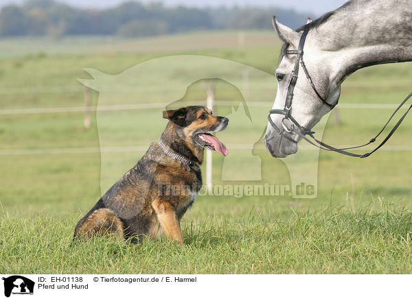 Pferd und Hund / EH-01138