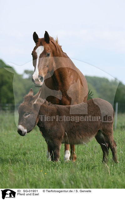 Pferd und Esel / SG-01901