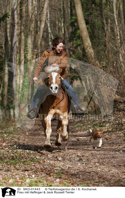 Frau mit Haflinger & Jack Russell Terrier / woman with Haflinger & Jack Russell Terrier / SKO-01443