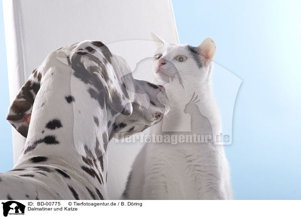 Dalmatiner und Katze / Dalmatian and cat / BD-00775