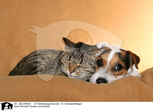 Jack Russell Terrier und Katze / SS-24854