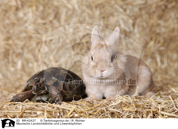 Maurische Landschildkrte und Lwenkpfchen / spur-thighed tortoise and lion-headed rabbit / RR-42427