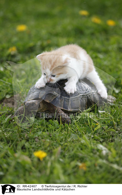 Maurische Landschildkrte und Ktzchen / spur-thighed tortoise and kitten / RR-42467