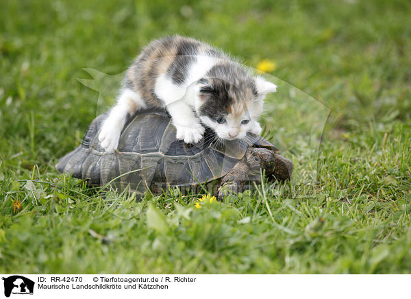 Maurische Landschildkrte und Ktzchen / spur-thighed tortoise and kitten / RR-42470