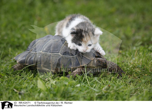 Maurische Landschildkrte und Ktzchen / spur-thighed tortoise and kitten / RR-42471