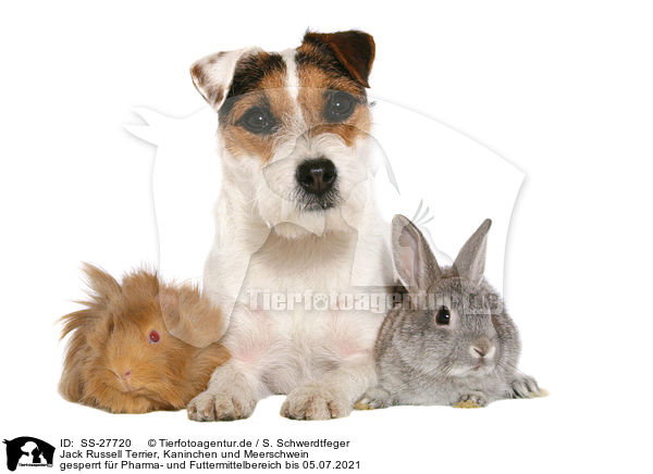 Jack Russell Terrier, Kaninchen und Meerschwein / SS-27720