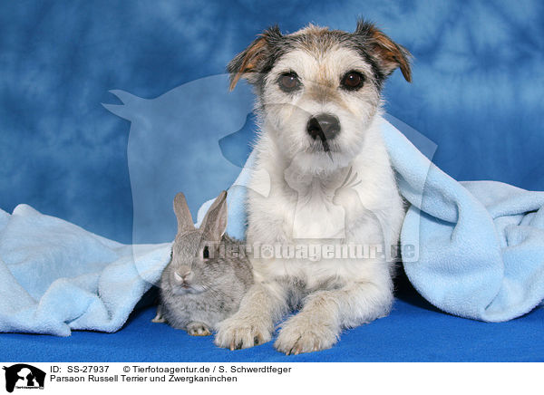 Parsaon Russell Terrier und Zwergkaninchen / SS-27937
