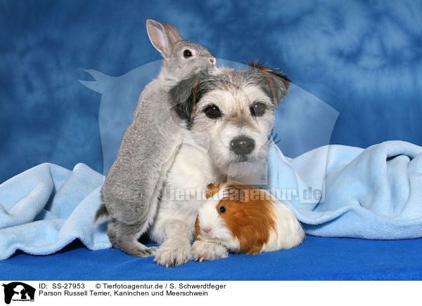 Parson Russell Terrier, Kaninchen und Meerschwein / SS-27953