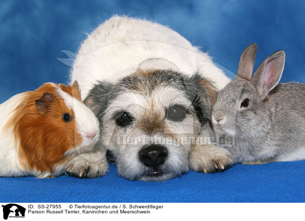 Parson Russell Terrier, Kaninchen und Meerschwein / SS-27955