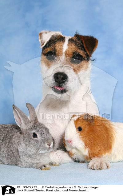 Jack Russell Terrier, Kaninchen und Meerschwein / SS-27973