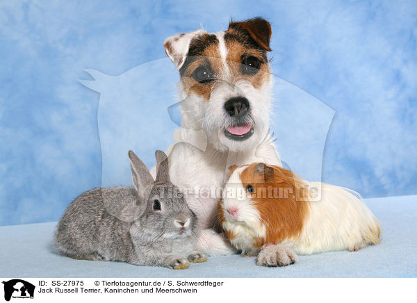 Jack Russell Terrier, Kaninchen und Meerschwein / SS-27975