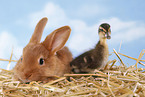 Kaninchen und Laufenten Kken
