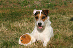 Jack Russell Terrier und Meerschwein