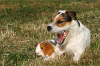 Jack Russell Terrier und Meerschwein