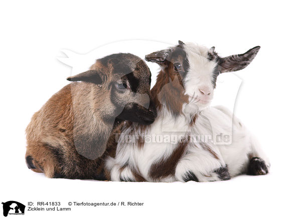 Zicklein und Lamm / yeanling goat and yeanling lamb / RR-41833
