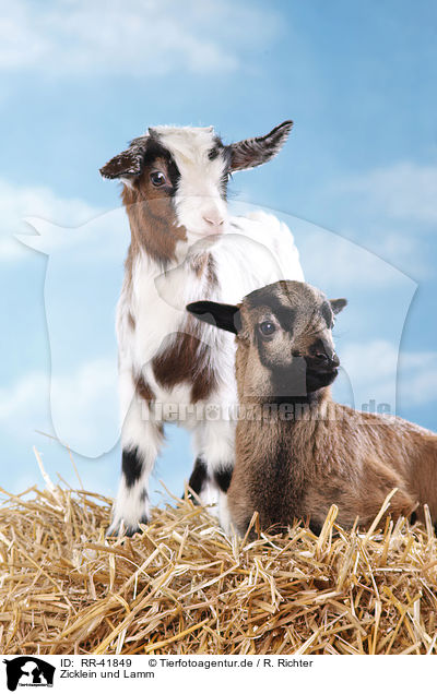 Zicklein und Lamm / yeanling goat and yeanling lamb / RR-41849