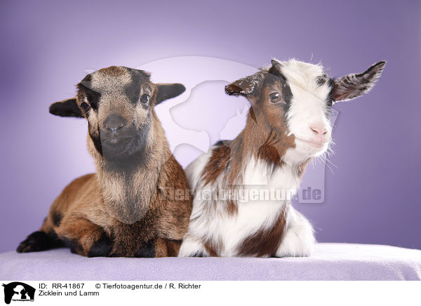 Zicklein und Lamm / yeanling goat and yeanling lamb / RR-41867