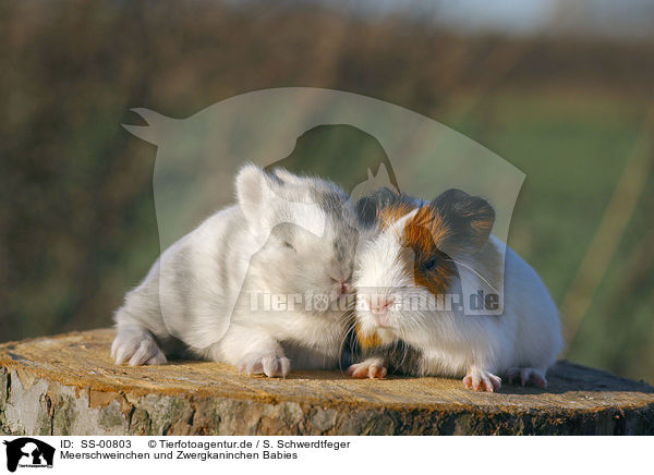 Meerschweinchen und Zwergkaninchen Babies / guinea pig and dwarf rabbit babies / SS-00803