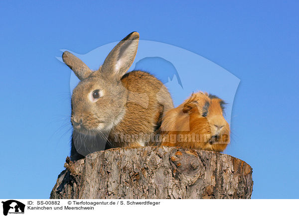 Kaninchen und Meerschwein / rabbit and guinea pig / SS-00882