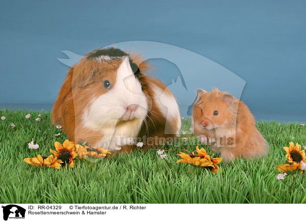 Rosettenmeerschwein & Hamster / guinea pig & hamster / RR-04329