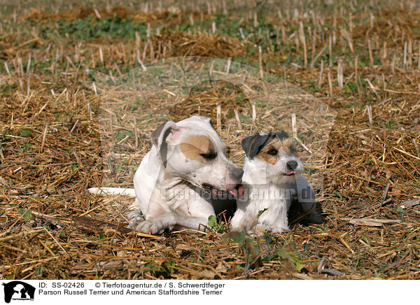 Parson Russell Terrier und American Staffordshire Terrier / Parson Russell Terrier and American Staffordshire Terrier / SS-02426