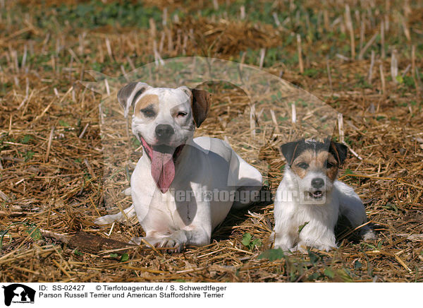 Parson Russell Terrier und American Staffordshire Terrier / Parson Russell Terrier and American Staffordshire Terrier / SS-02427