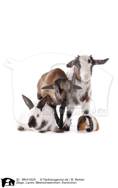Ziege, Lamm, Meerschweinchen, Kaninchen / goat, lamb, guinea pig, rabbit / RR-41625