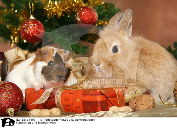 Kaninchen und Meerschwein / bunny and guinea pig / SS-31557