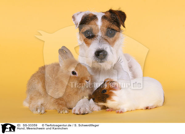 Hund, Meerschwein und Kaninchen / SS-33359