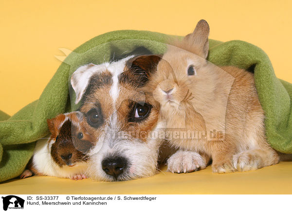 Hund, Meerschwein und Kaninchen / SS-33377