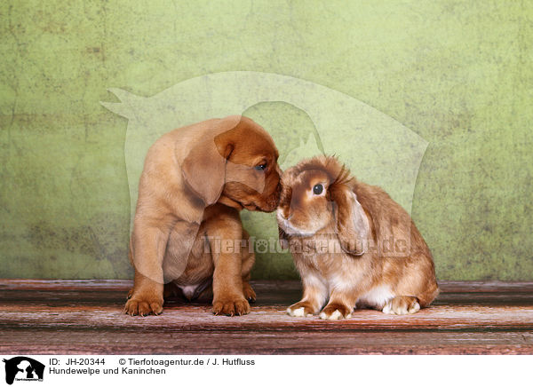 Hundewelpe und Kaninchen / JH-20344