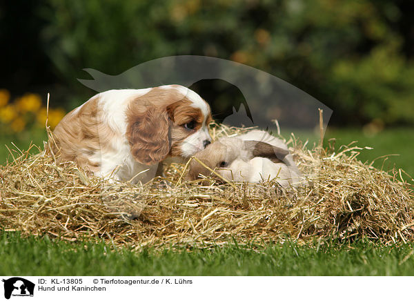 Hund und Kaninchen / dog and rabbit / KL-13805