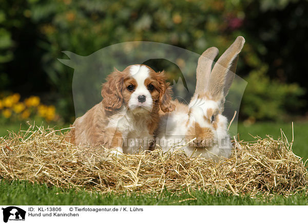 Hund und Kaninchen / dog and rabbit / KL-13806