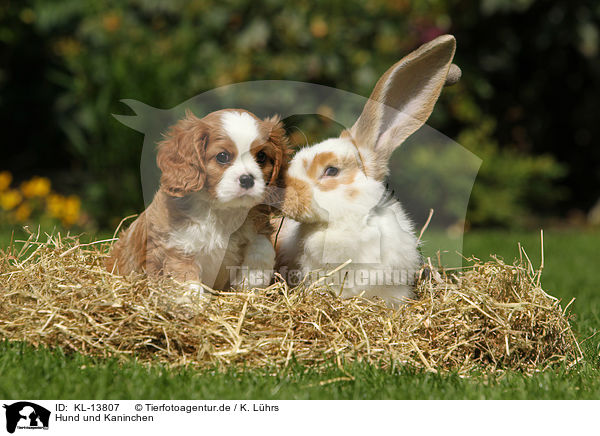 Hund und Kaninchen / KL-13807