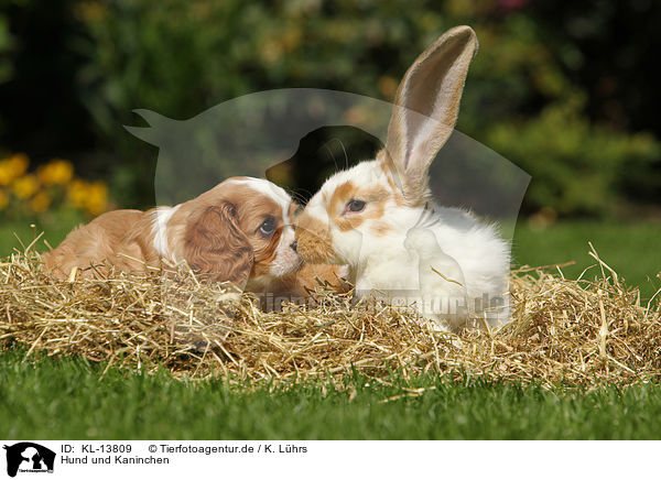 Hund und Kaninchen / KL-13809