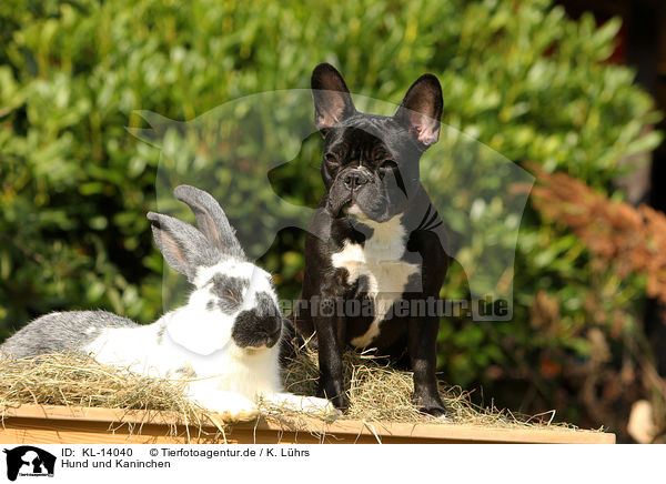 Hund und Kaninchen / KL-14040