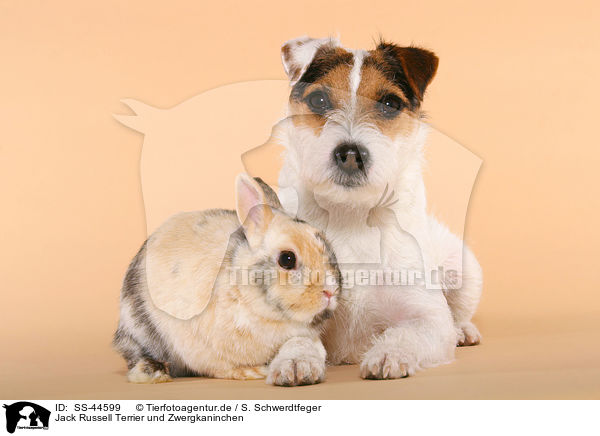 Jack Russell Terrier und Zwergkaninchen / SS-44599