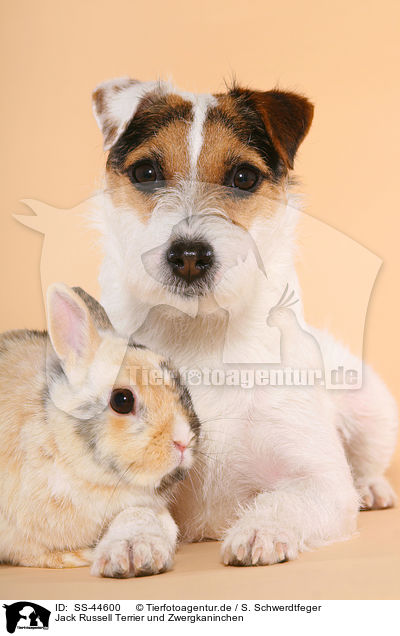 Jack Russell Terrier und Zwergkaninchen / SS-44600