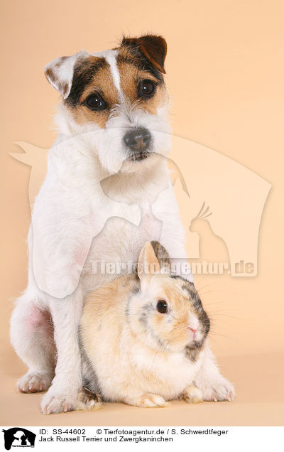 Jack Russell Terrier und Zwergkaninchen / SS-44602