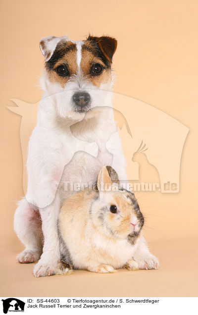 Jack Russell Terrier und Zwergkaninchen / SS-44603