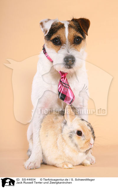 Jack Russell Terrier und Zwergkaninchen / SS-44604