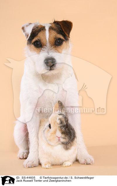Jack Russell Terrier und Zwergkaninchen / SS-44605