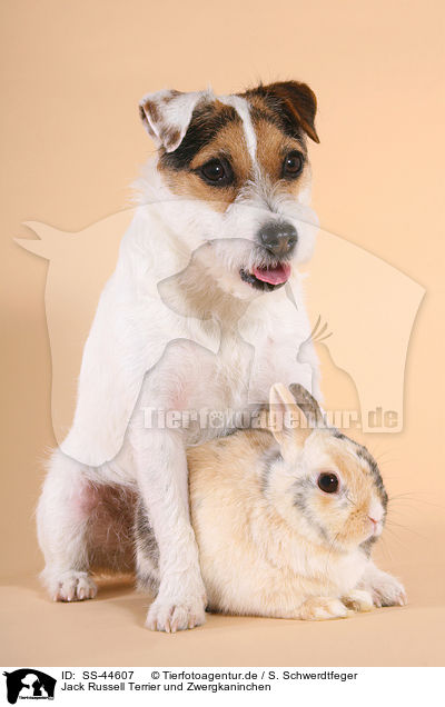 Jack Russell Terrier und Zwergkaninchen / SS-44607