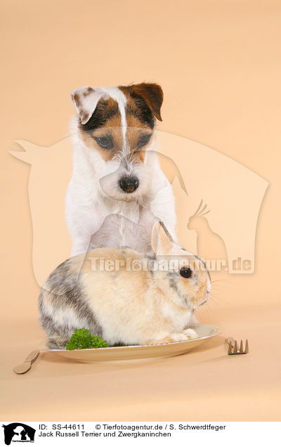 Jack Russell Terrier und Zwergkaninchen / SS-44611